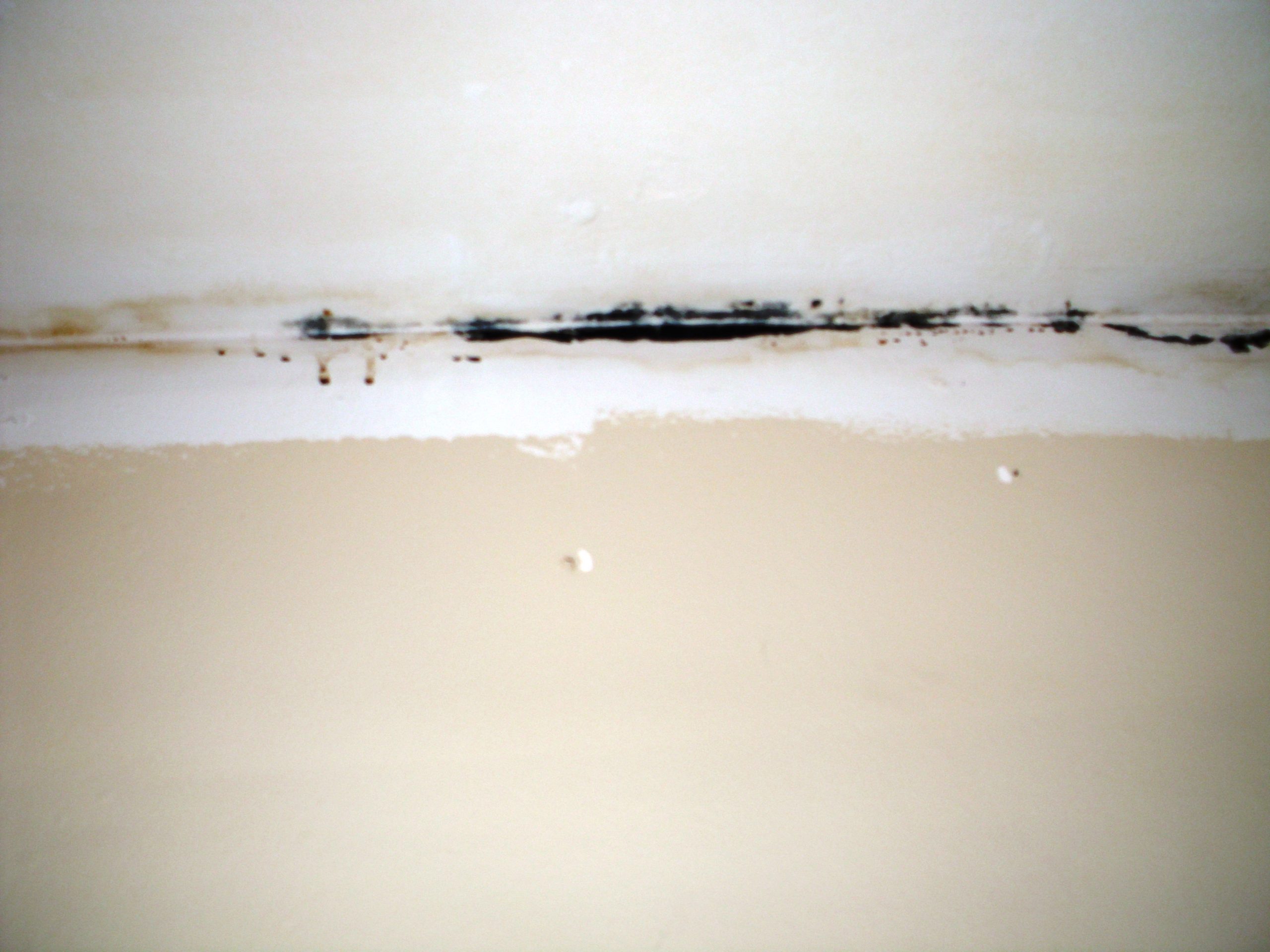 Mold growth from roof leak